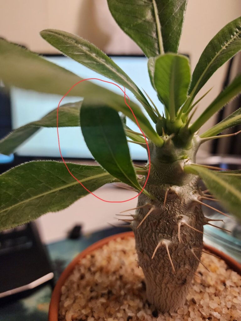 Leaf Growing Upside-down?!