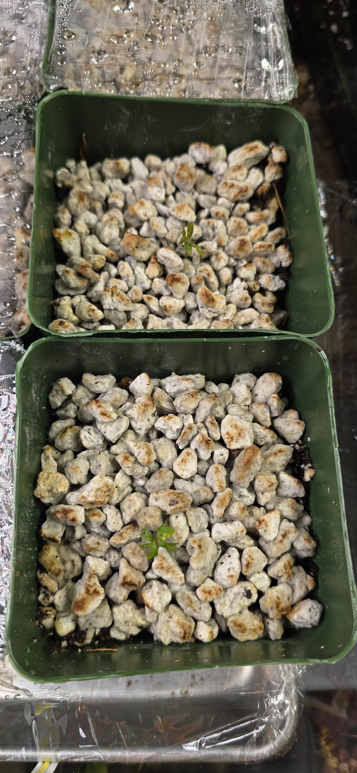 Boswelia Nana x Sacra sprouts