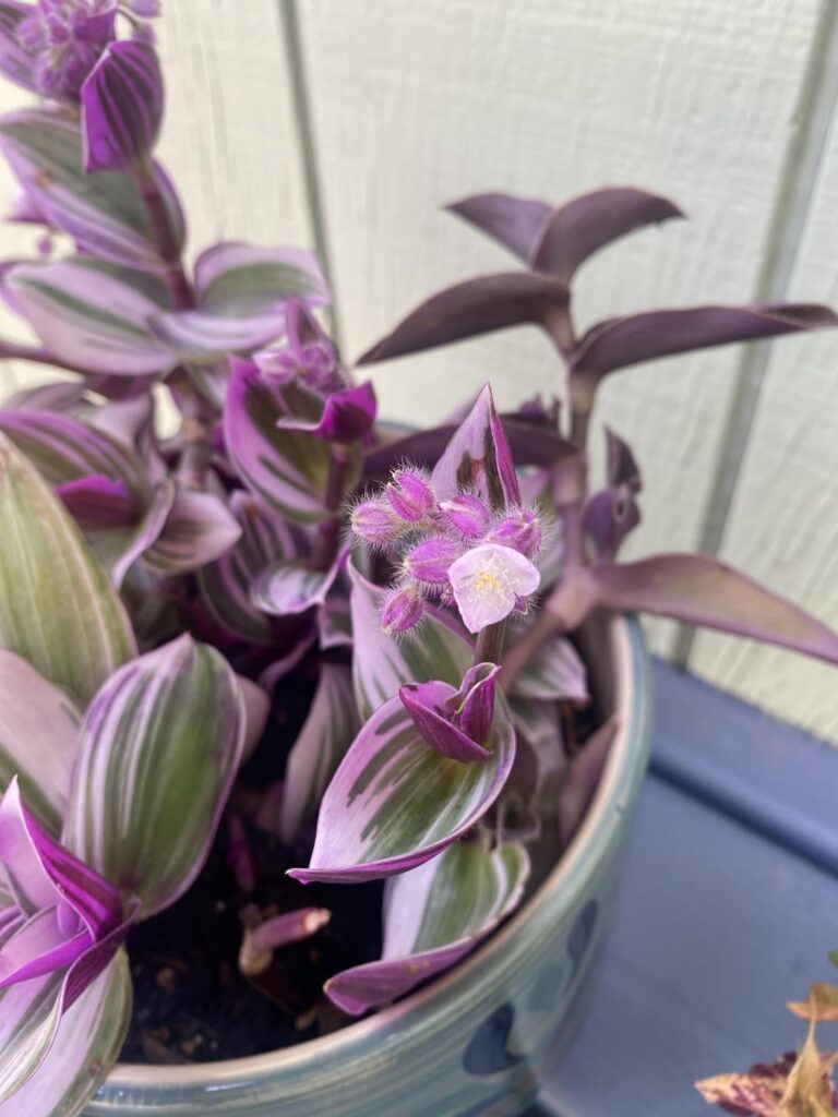 Just wanted to share 🌸