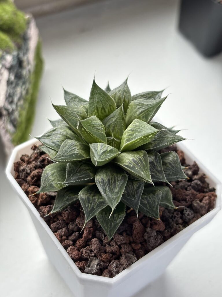 ID Help on these 2 Haworthias … ID Help on these 2 Haworthias …
