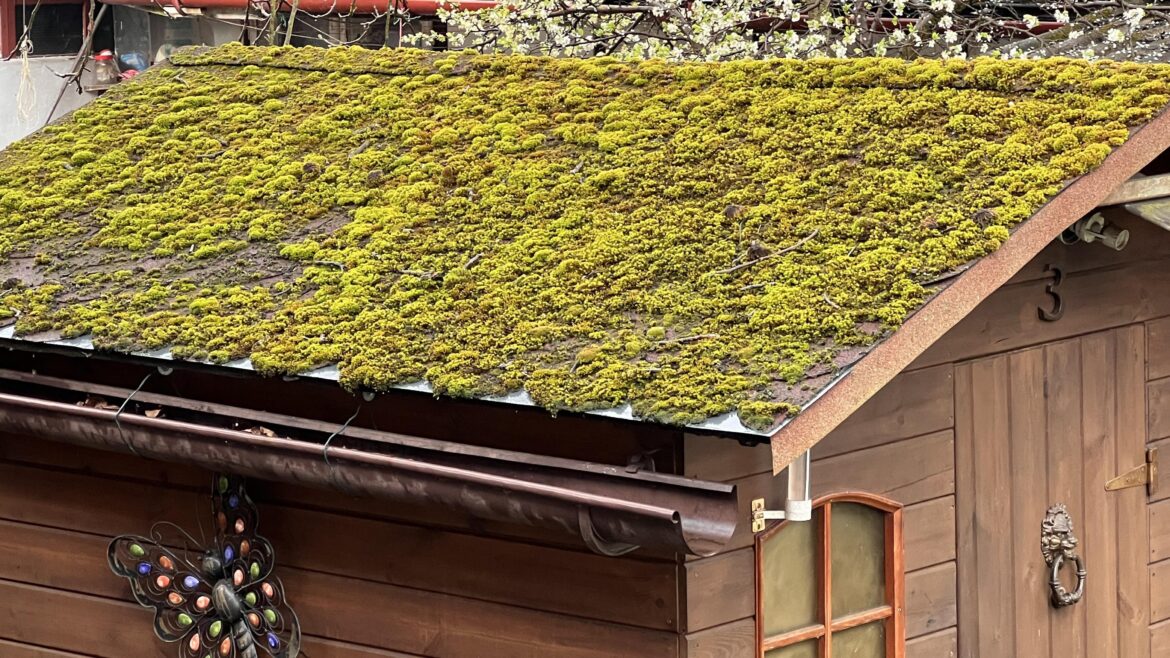 My shed roof will be fully covered with moss very soon