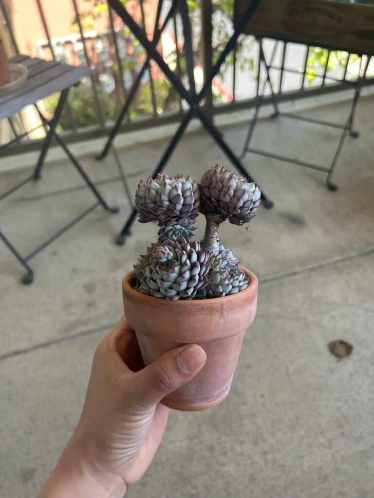 Is it okay to repot while in bloom?