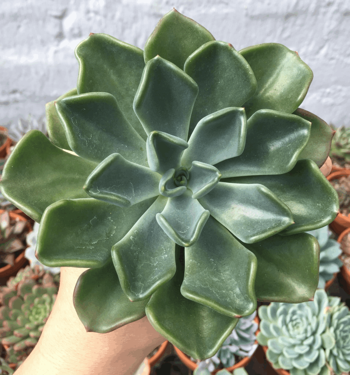 Echeveria setosa var. oteroi
