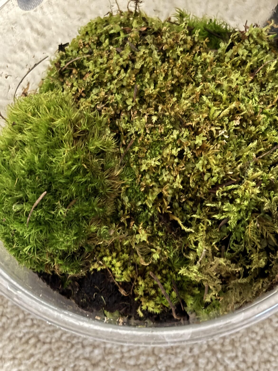 Free moss socal near Riverside