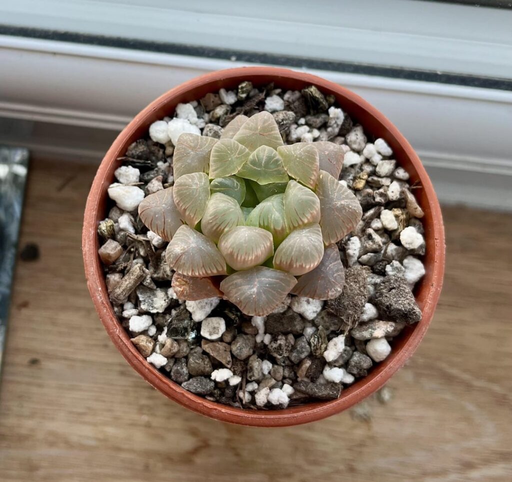 I love these cute little plants