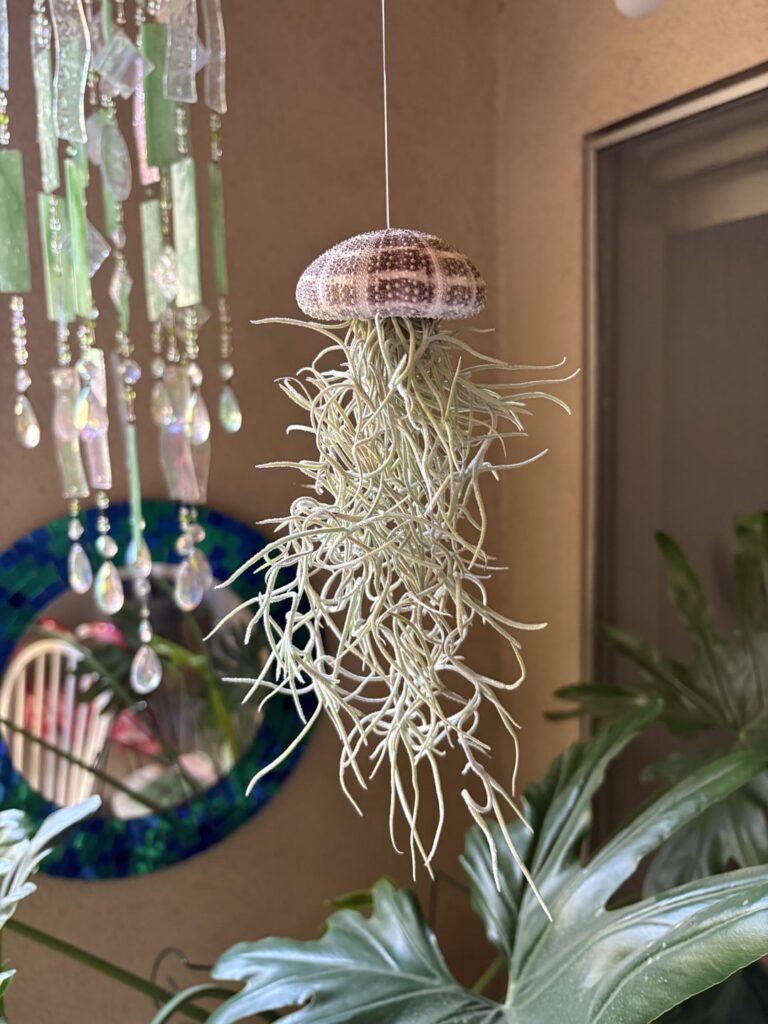 my first air plants ever! my first air plants ever!