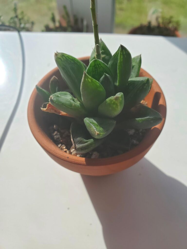 Haworthia turgida x cymbiformis in bloom