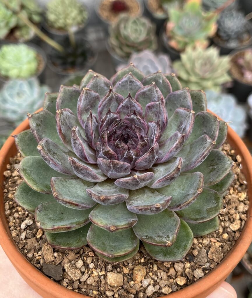 Blue Enchantress Blue Enchantress