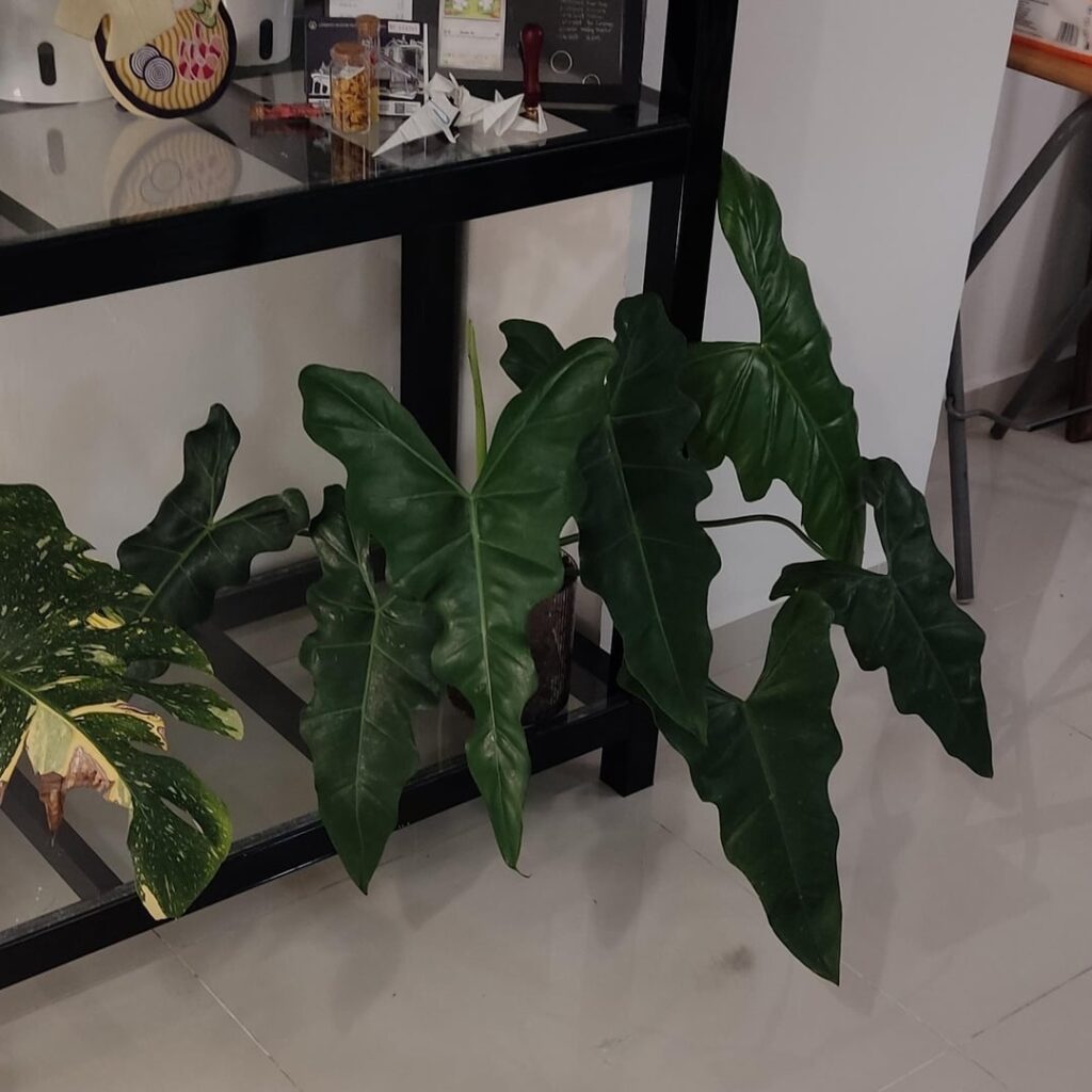 Poor Man's Spiritus Sancti only 1/20th the price and it grows much faster. Very underrated, philodendron simmondsii.