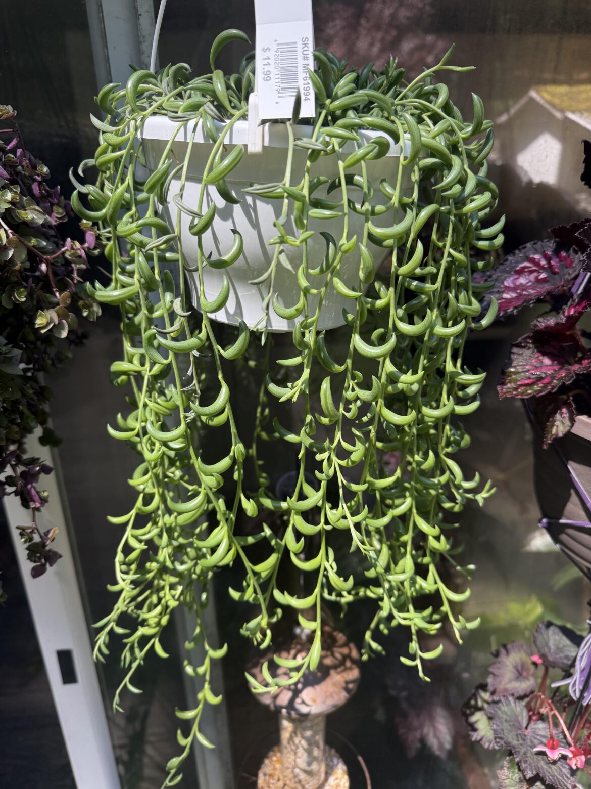 Uhm 12$?? yes please