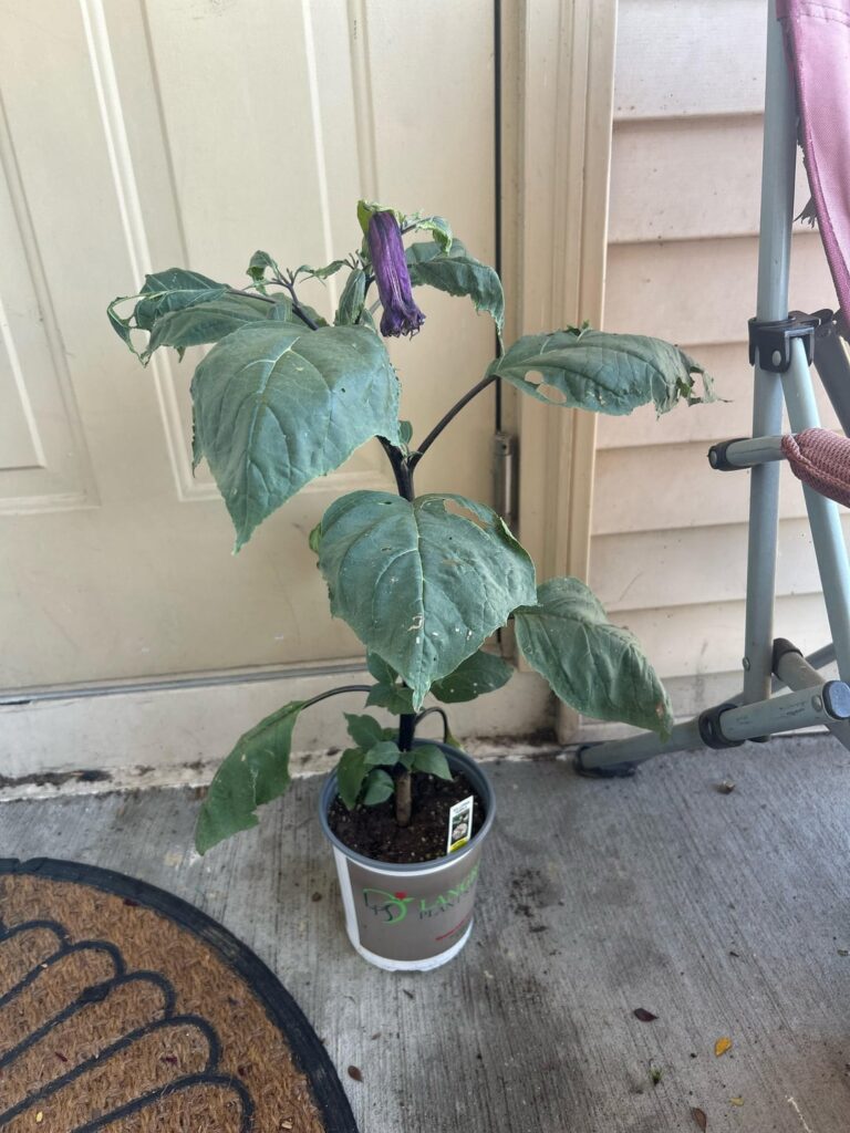 Thirsty ahhh datura metel (purple ballerina) Thirsty ahhh datura metel (purple ballerina)