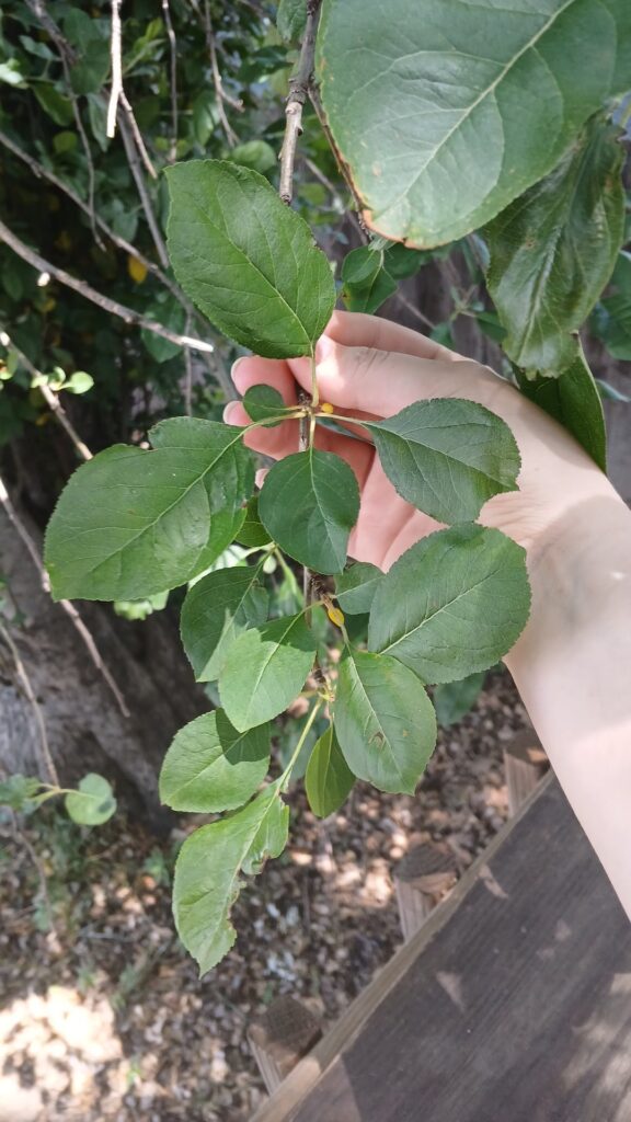 Apple Tree Identifcation/Maintenance? Apple Tree Identifcation/Maintenance?