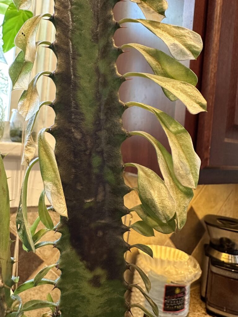 African milk tree/weed dying?