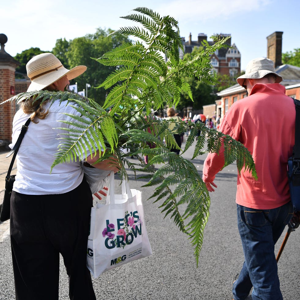 a woman carries a plant during the great plant sale on the final day of the 2018 chelsea flower show in london on may 26, 2018. the chelsea flower show, held annually in the grounds of the royal hospital chelsea, opens to the public on may 22. (photo by ben stansall / afp) (photo credit should read ben stansall/afp via getty images)