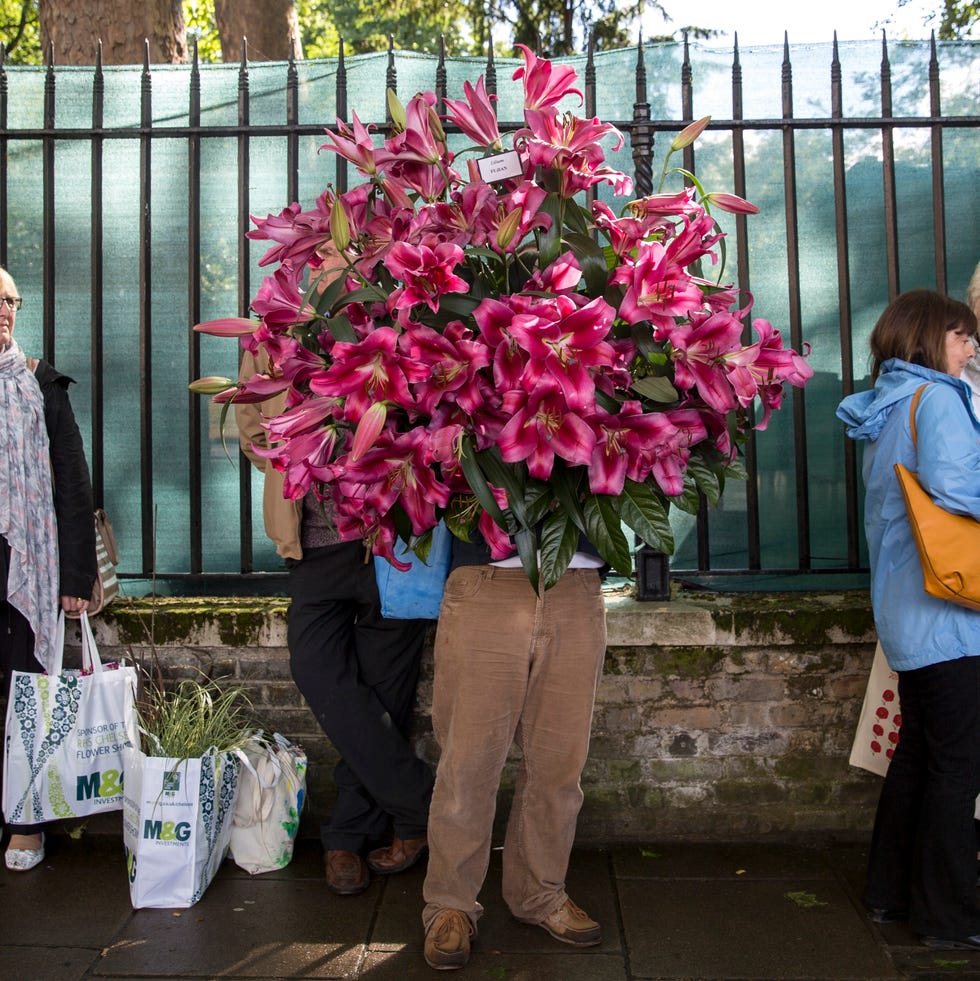 london, england may 24: a gardening enthusiast waits for a bus with flowers purchased on the final day of the chelsea flower show at royal hospital chelsea on may 24, 2014 in london, england. the royal horticultural society flagship flower show has been held at the royal hospital in chelsea since 1913. (photo by rob stothard/getty images)