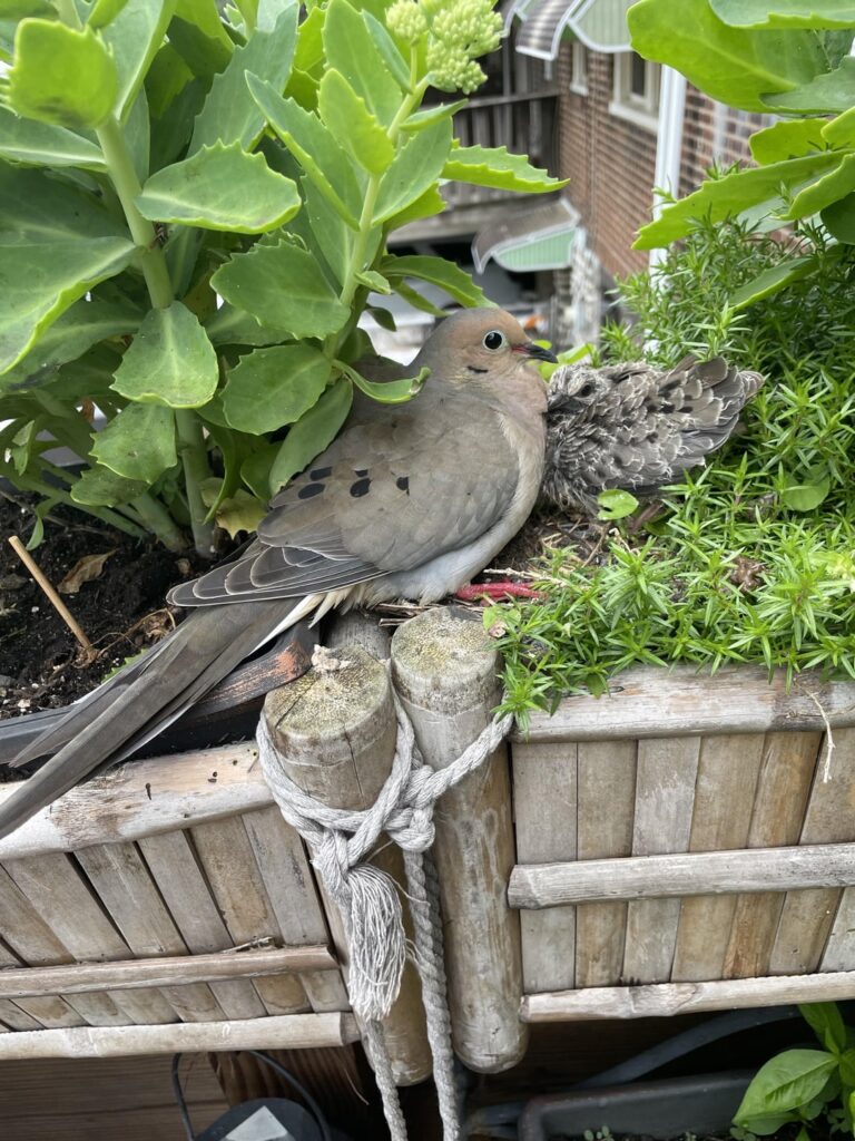 The Lovey Doveys are getting so big