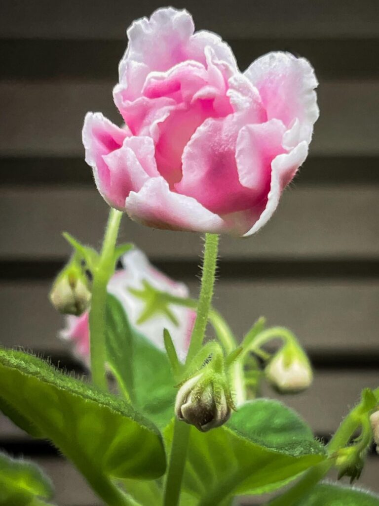 RM- “Magic Tulip” (RM- Volshebnyy Tyul’pan) RM- "Magic Tulip" (RM- Volshebnyy Tyul'pan)