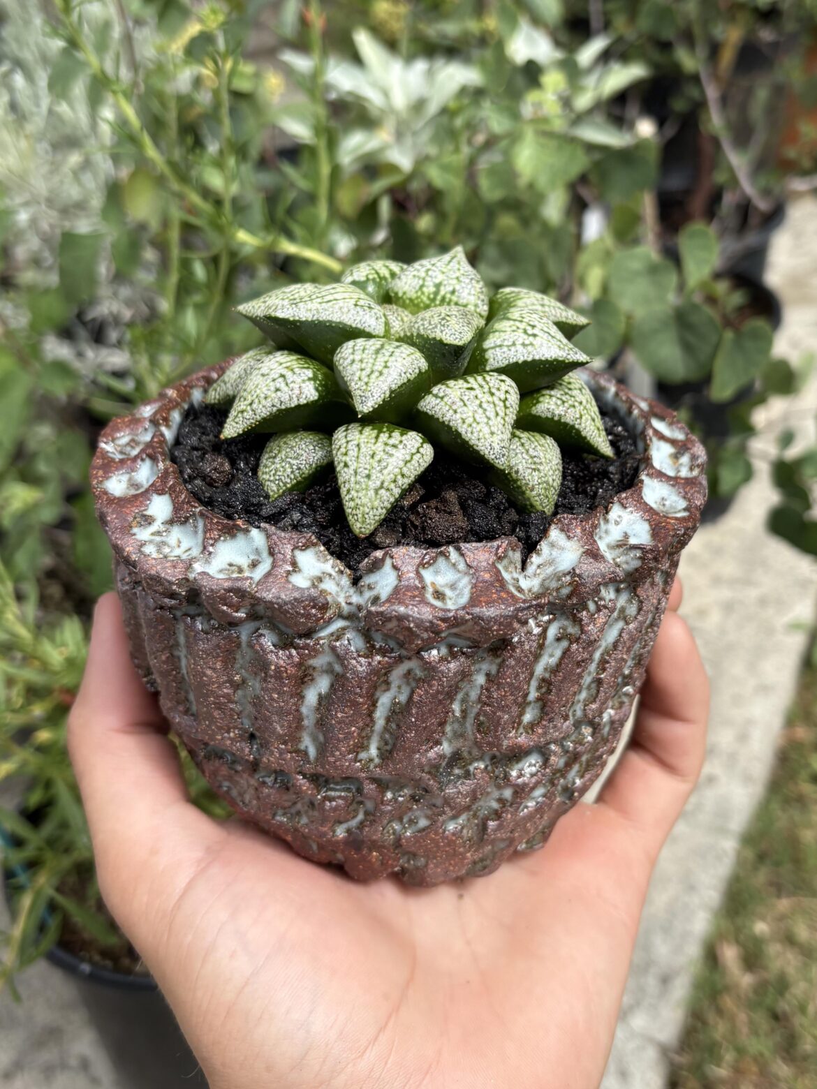 New repot of H.picta var.