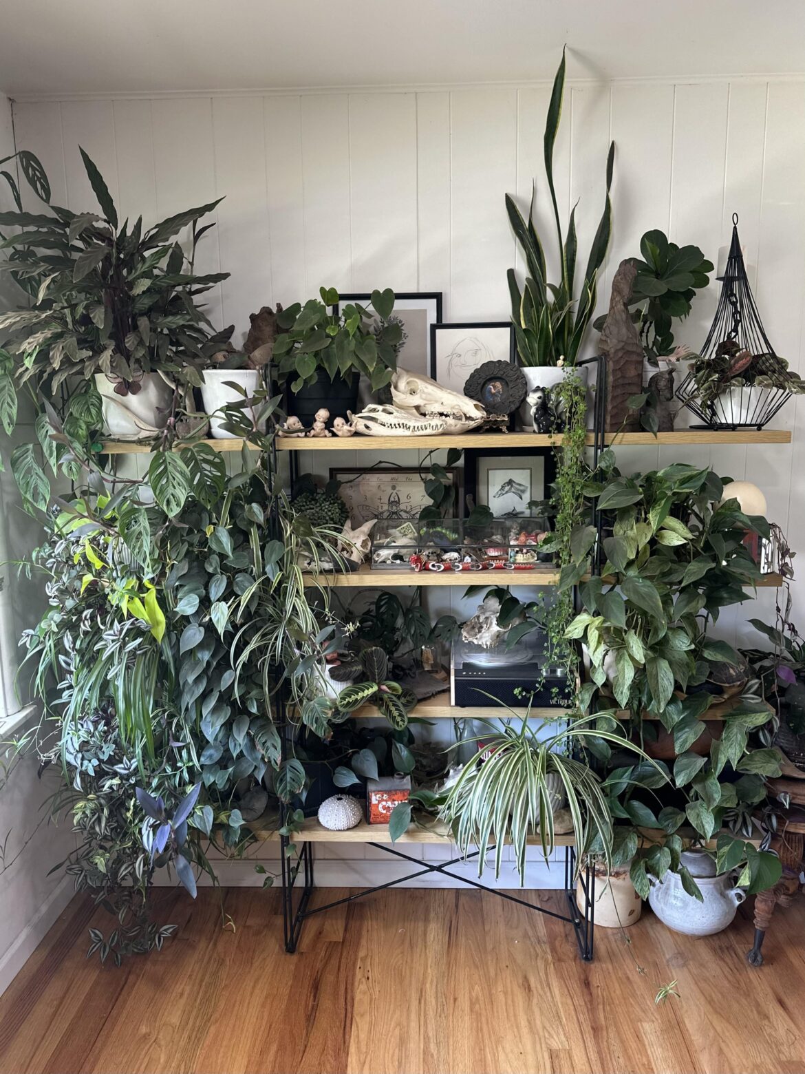 My dusty and wild plant shelf
