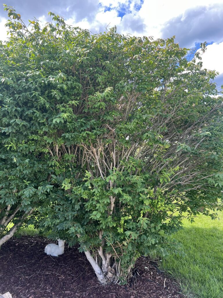 Bush not growing in as expected