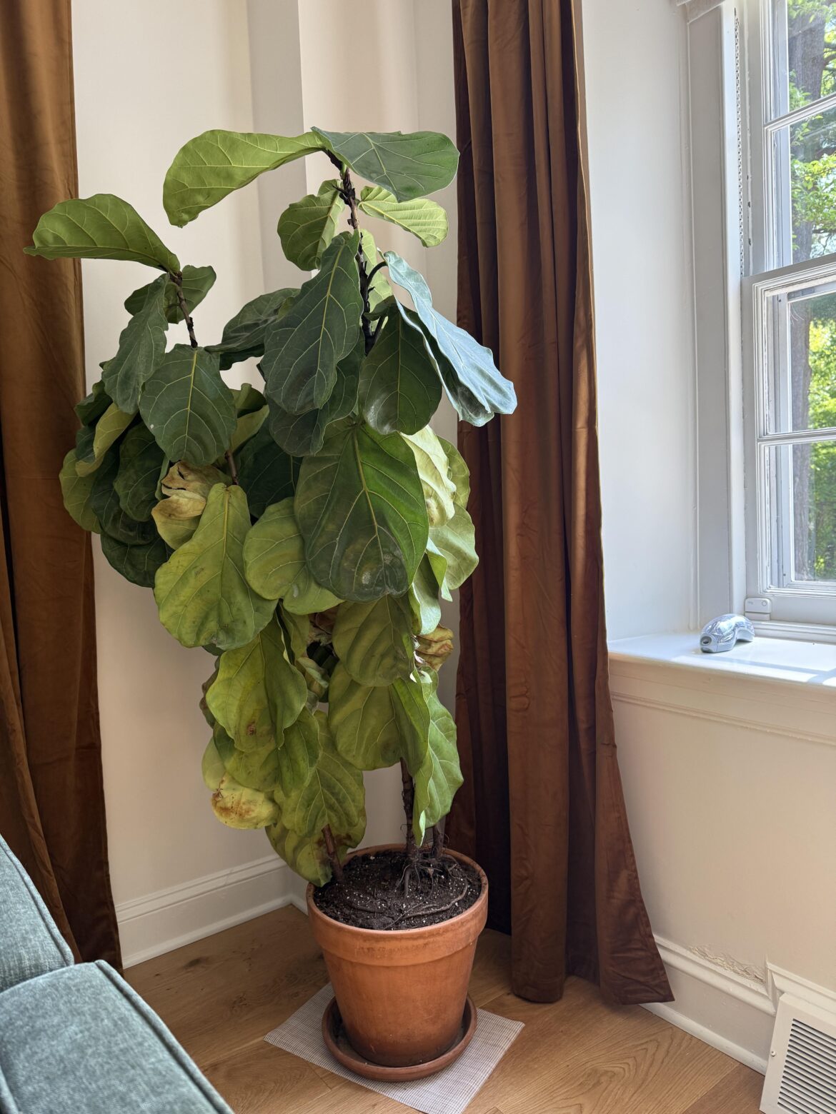Help, what does it need?
