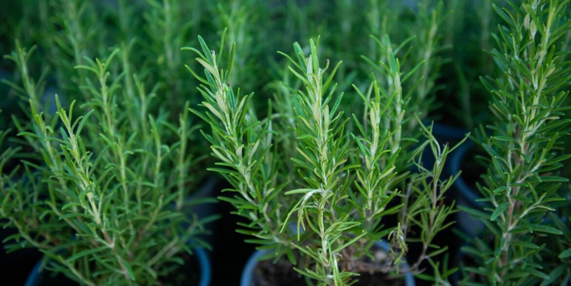 How to Grow a Rosemary Plant, According to an Expert 2025