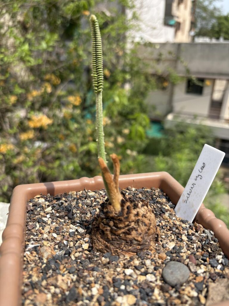 Cycas siamensis “silver” starting to leaf out! I buried the majority of it to fatten it hopefully! The new leaf is so pretty!