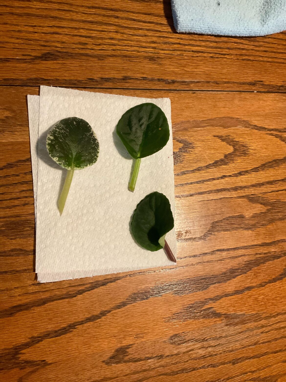 Shipping Leaves