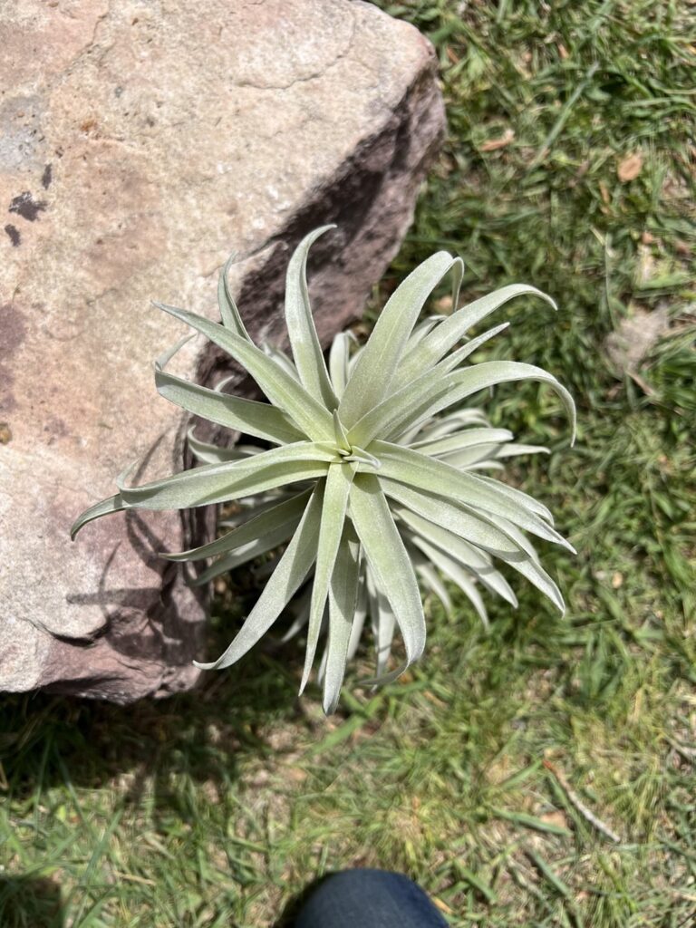 Air Plants I’ve Had For 7-ish Years… Air Plants I’ve Had For 7-ish Years…