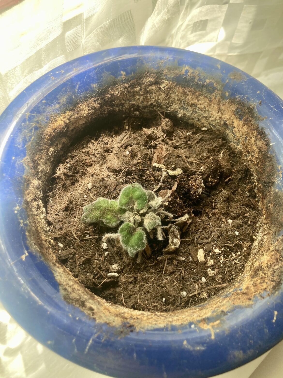 Totally dead, or just mostly dead?