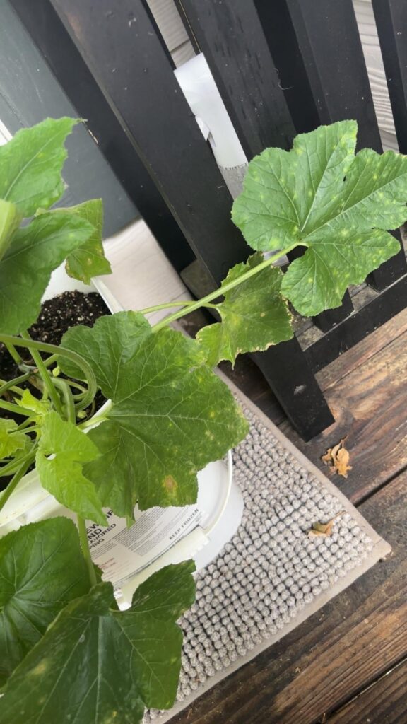 What’s happening to my Summer squash? What’s happening to my Summer squash?