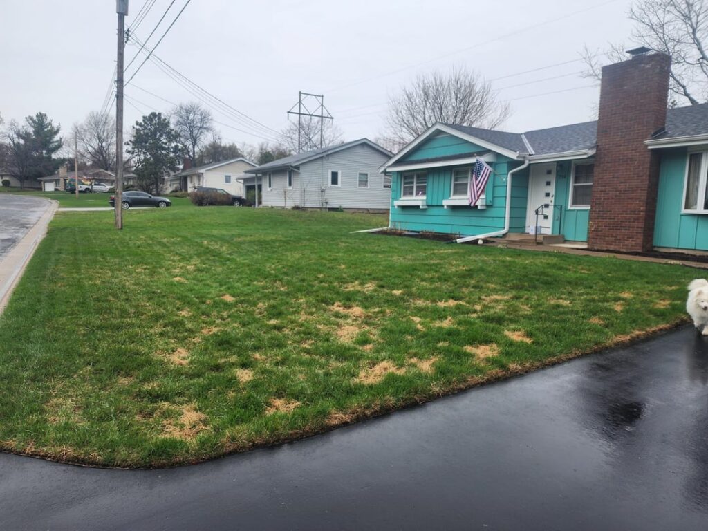 Dog Spot Repair - 30 Day Journey