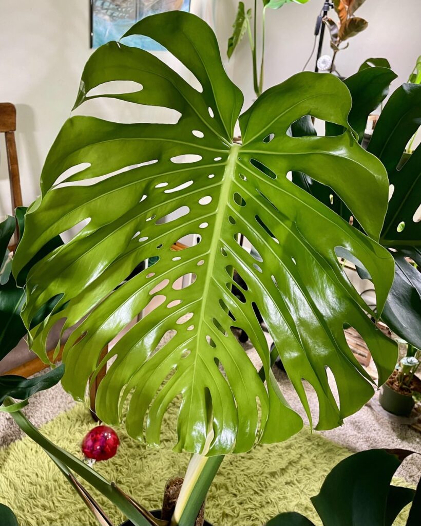 My new leaf 😊