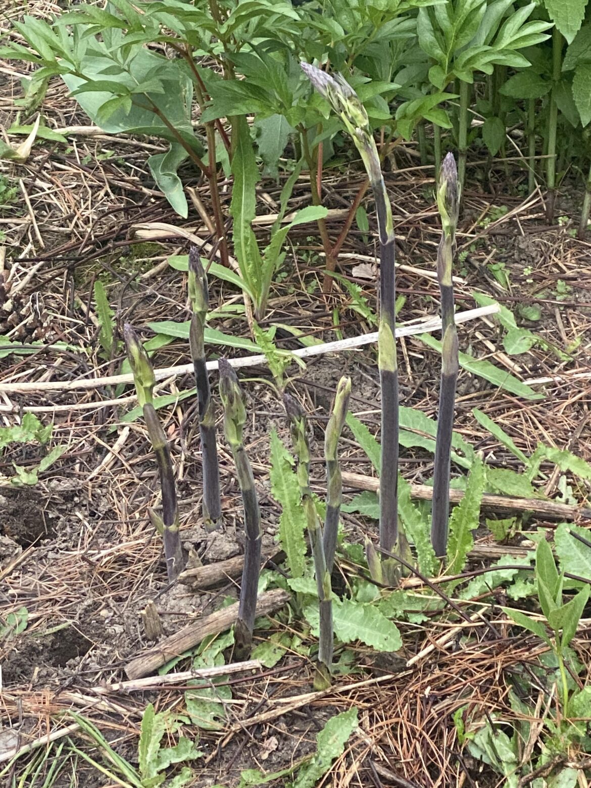 House came with a small garden. Is this asparagus?