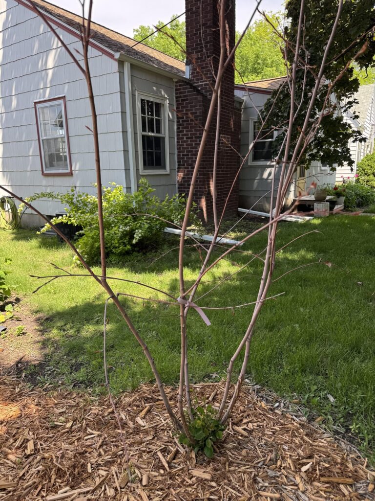 Is this tree alive? Is there hope? Halp