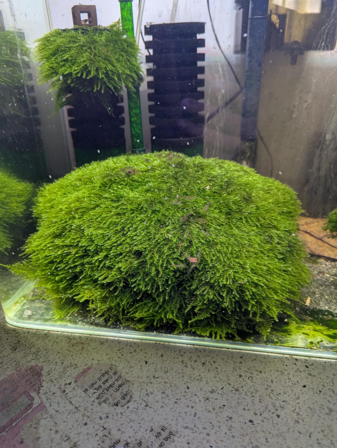 Just look at my big fat mini-taiwan bush.