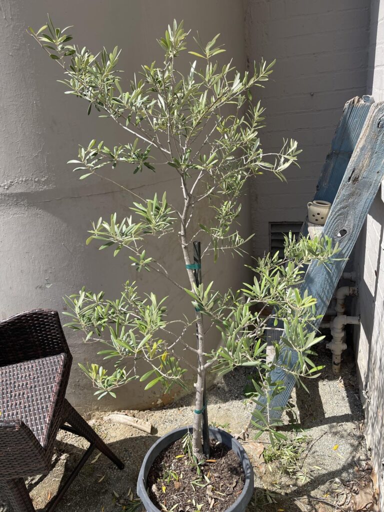 I trimmed my Olive Tree today, should I cut the lower branches?