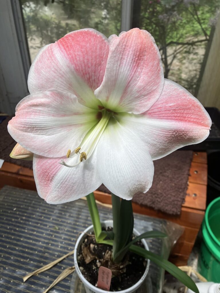 Pink Hippeastrum in full bloom, rude banana for scale