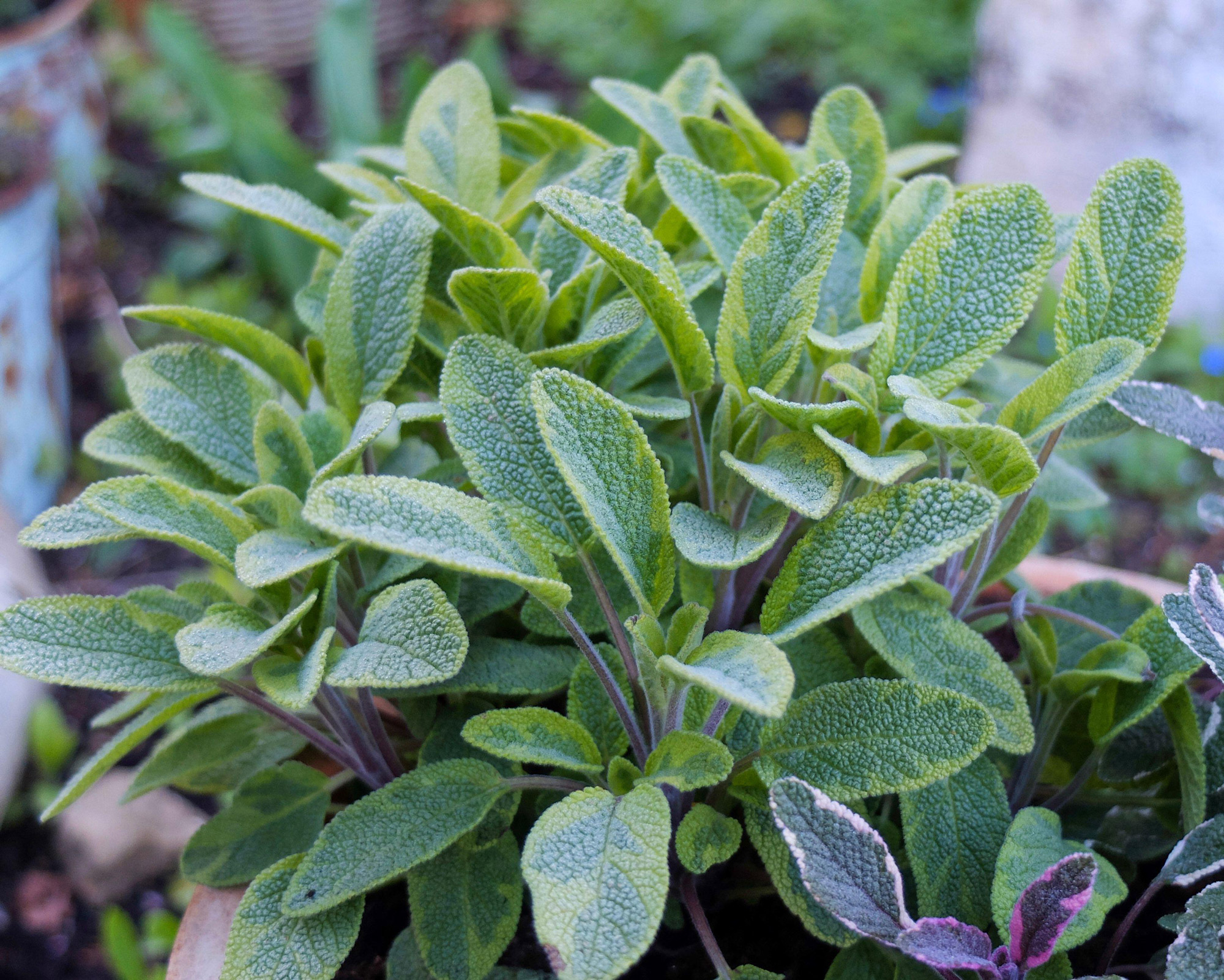 Icterina salvias growing in kitchen garden