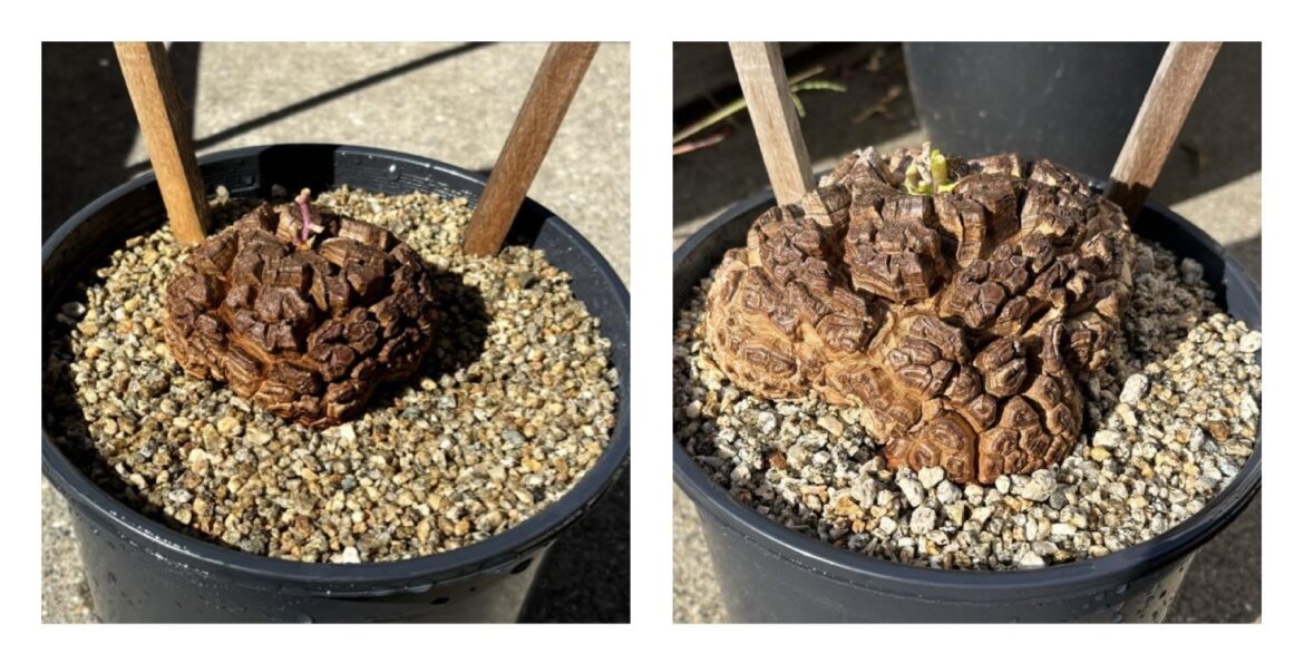 Dioscorea elephantipes caudex growth from fall 2024 to spring 2025