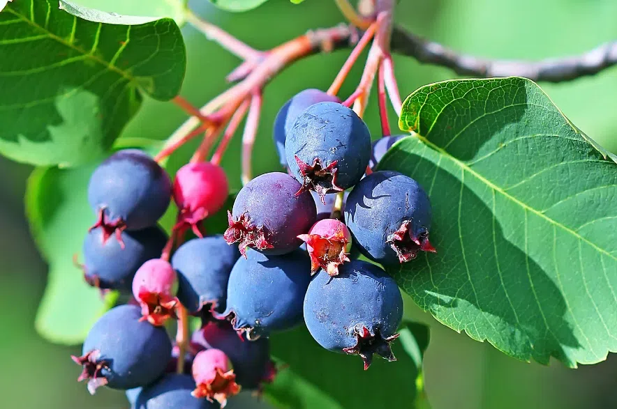 Saskatoon berries.