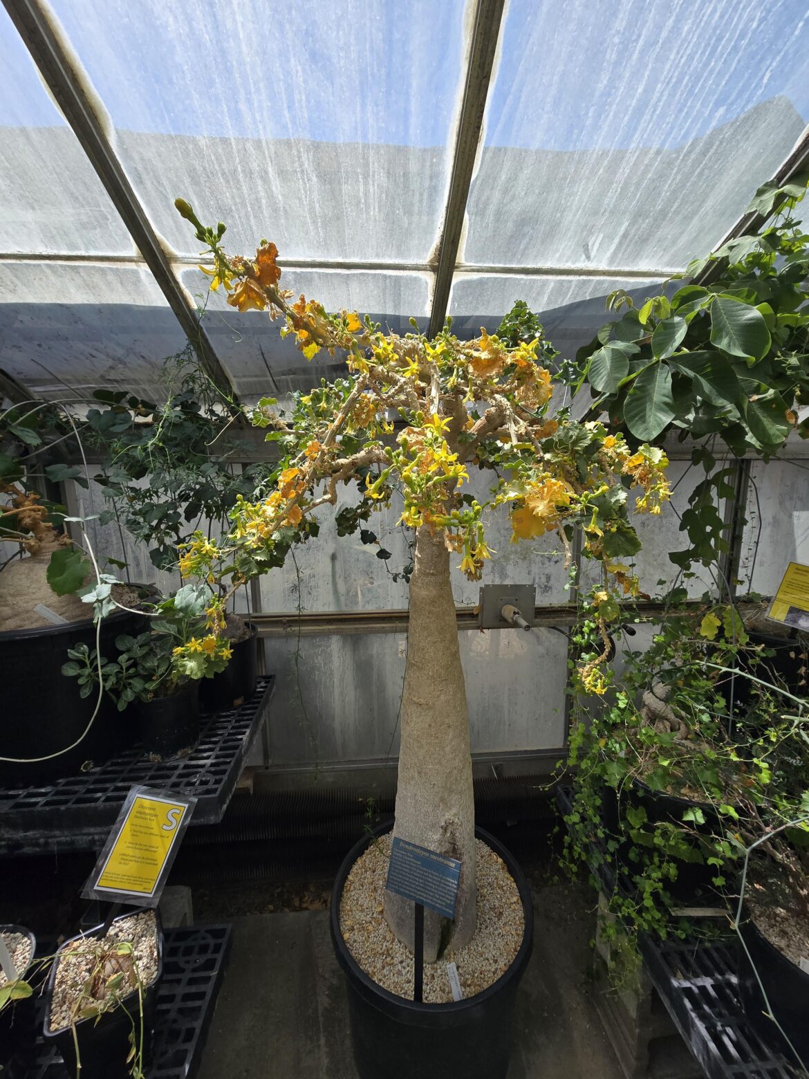 Dendrosicyos socotranus. Been growing since 1967 in our collection.