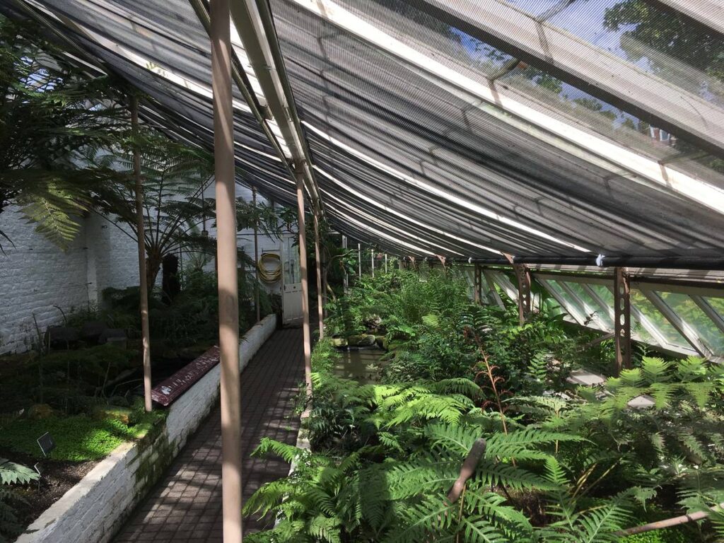 A glasshouse at Chelsea Physic Garden with a collection of ferns inside