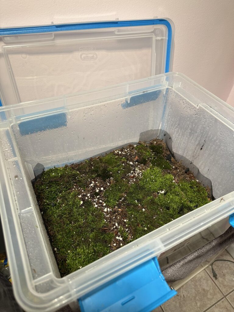 Can I save my moss?