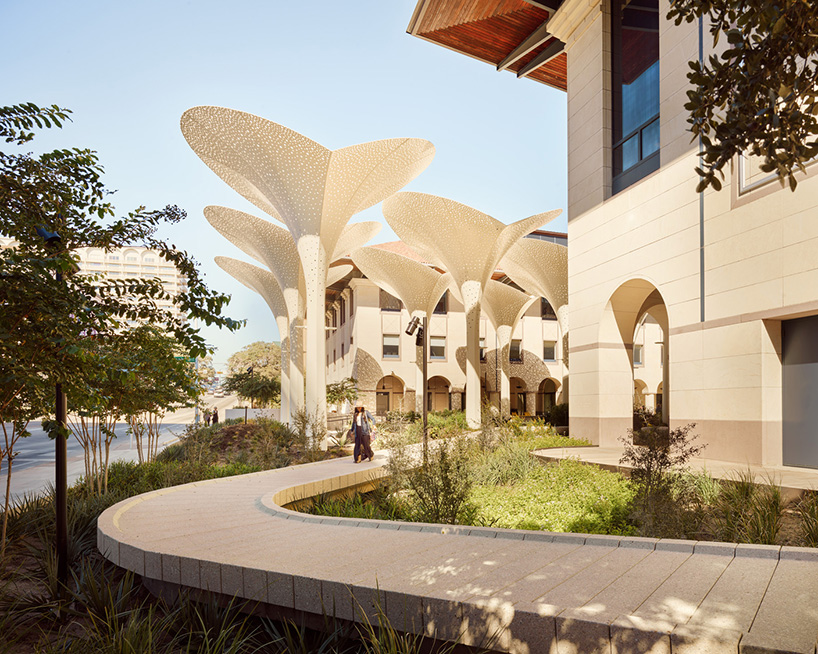 snøhetta's revised landscaping encircles arched petal canopy in austin's blanton museum