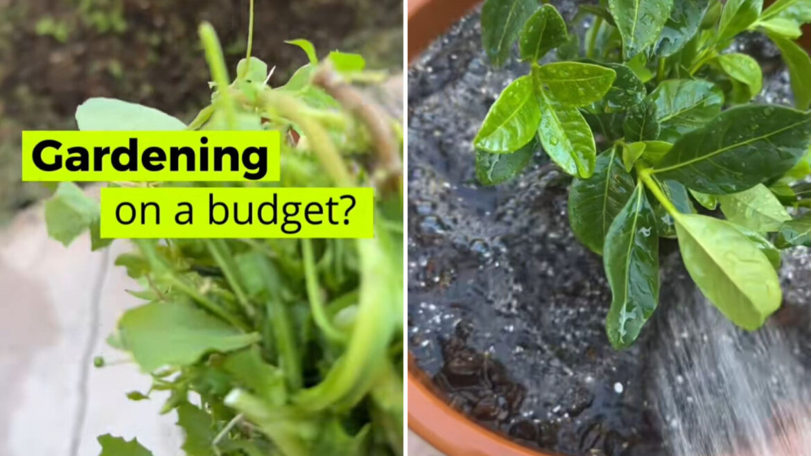 ‘Thrive without breaking the bank’ It's a small change that's earning big praise.