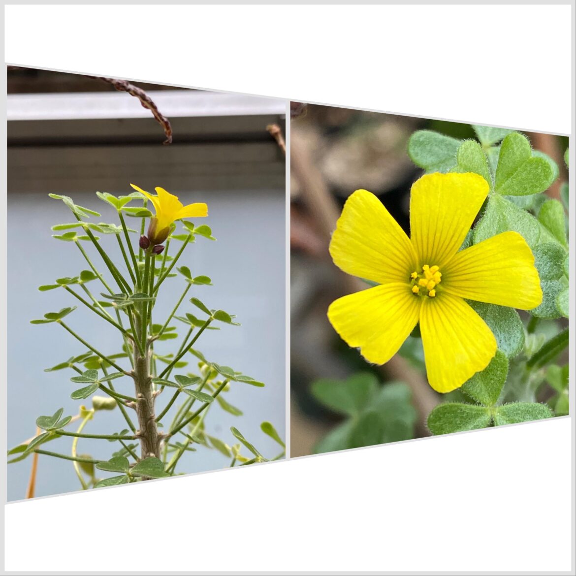 My cutting of Oxalis gigantea finally flowered. Just 3 with one blooming but still glad as it is not as easy as the South African Oxalis.