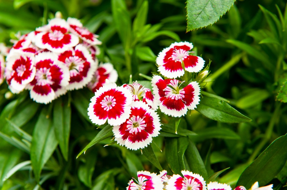 Close-up of red and white Dianthus flowers.