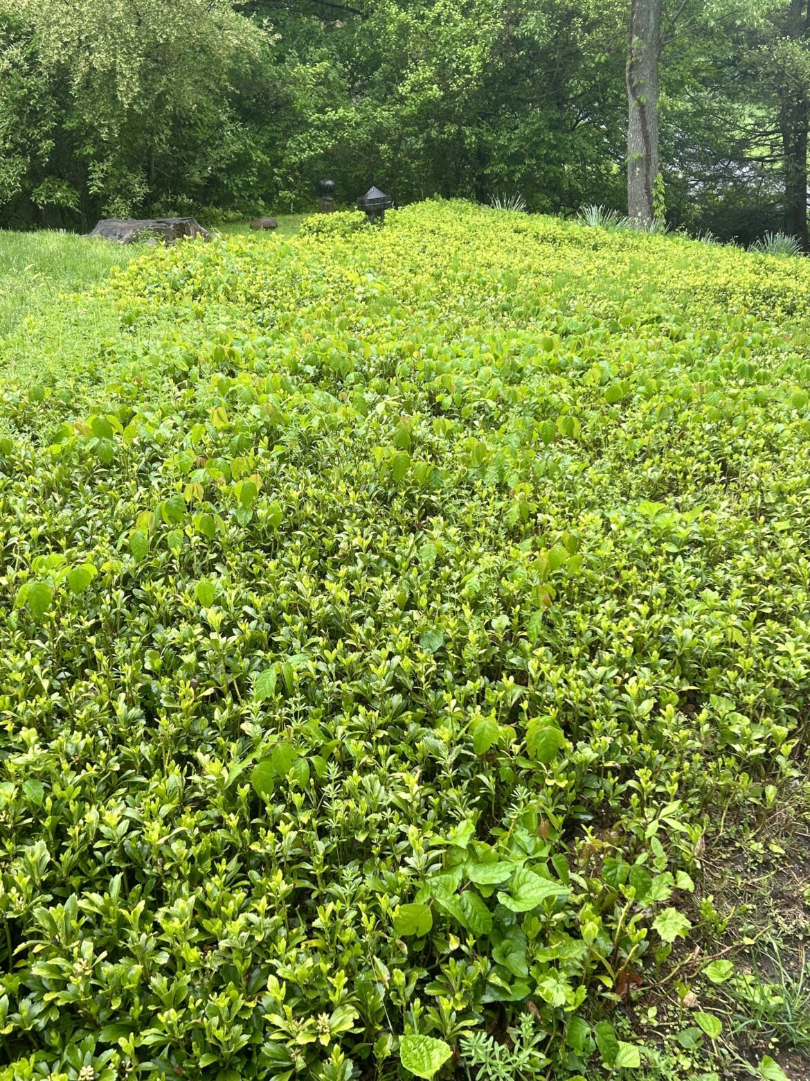 Pachysandra filled with poison Ivy