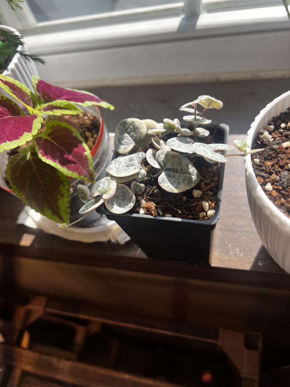 When to upsize the pot?